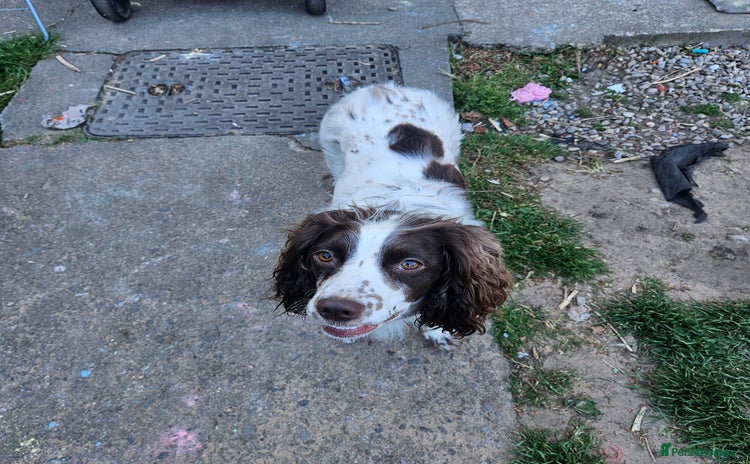 English Springer Spaniel dogs - Advert 2