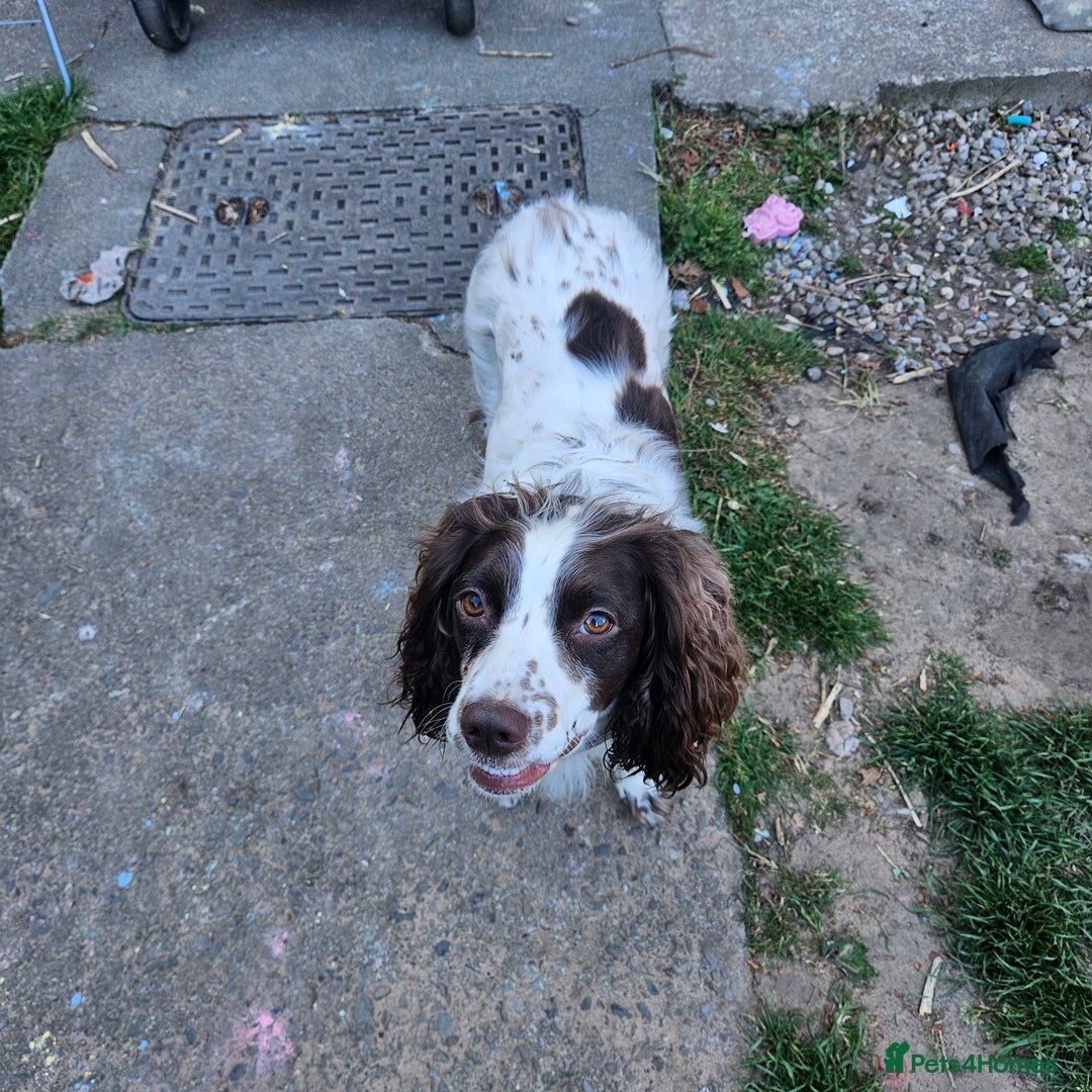 English Springer Spaniel dogs for sale: English springer Cross  - Image 1