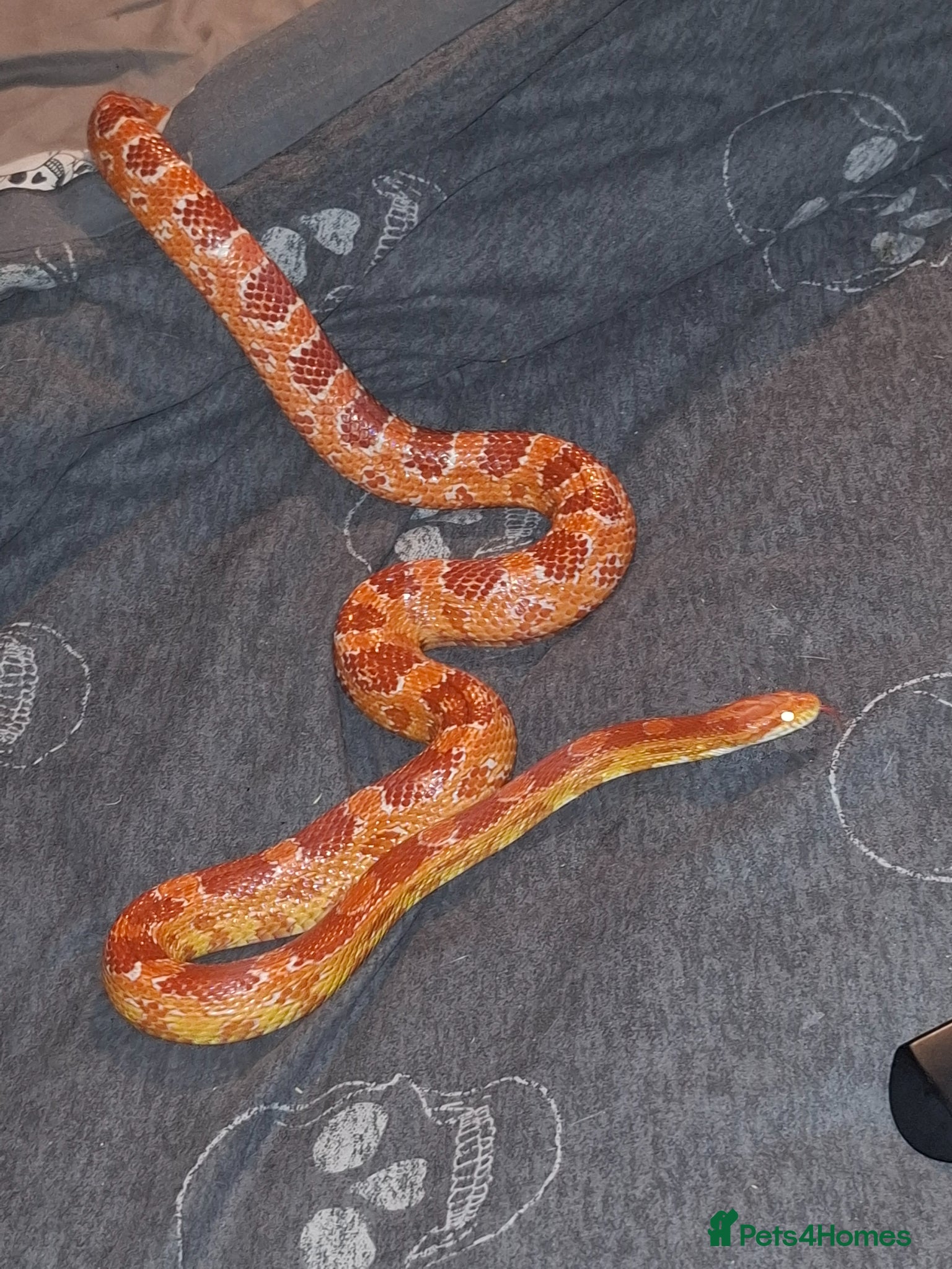 Python Snake reptiles X2 male Royal python x1 female corn - Advert 8