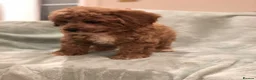 Cavapoo dogs for sale: 🐾Adventures of a curly cavapoo🐕 in Chessington - Advert 21