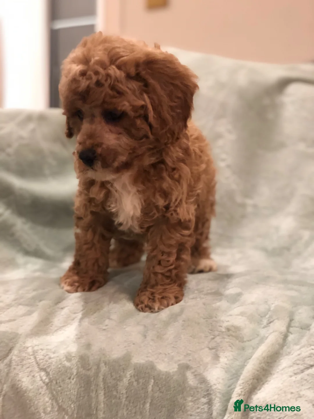 Cavapoo dogs for sale: 🐾Adventures of a curly cavapoo🐕 in Chessington - Advert 21