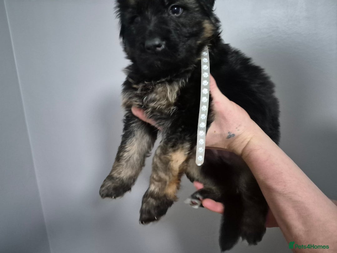 German Shepherd dogs for sale: German Shepherd  - Advert 2