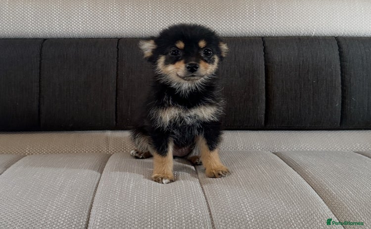 Pomsky dogs - Advert 2