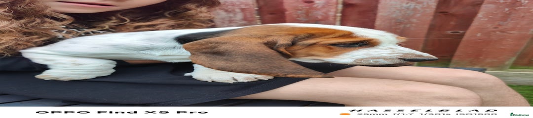 Basset Hound Puppy 5