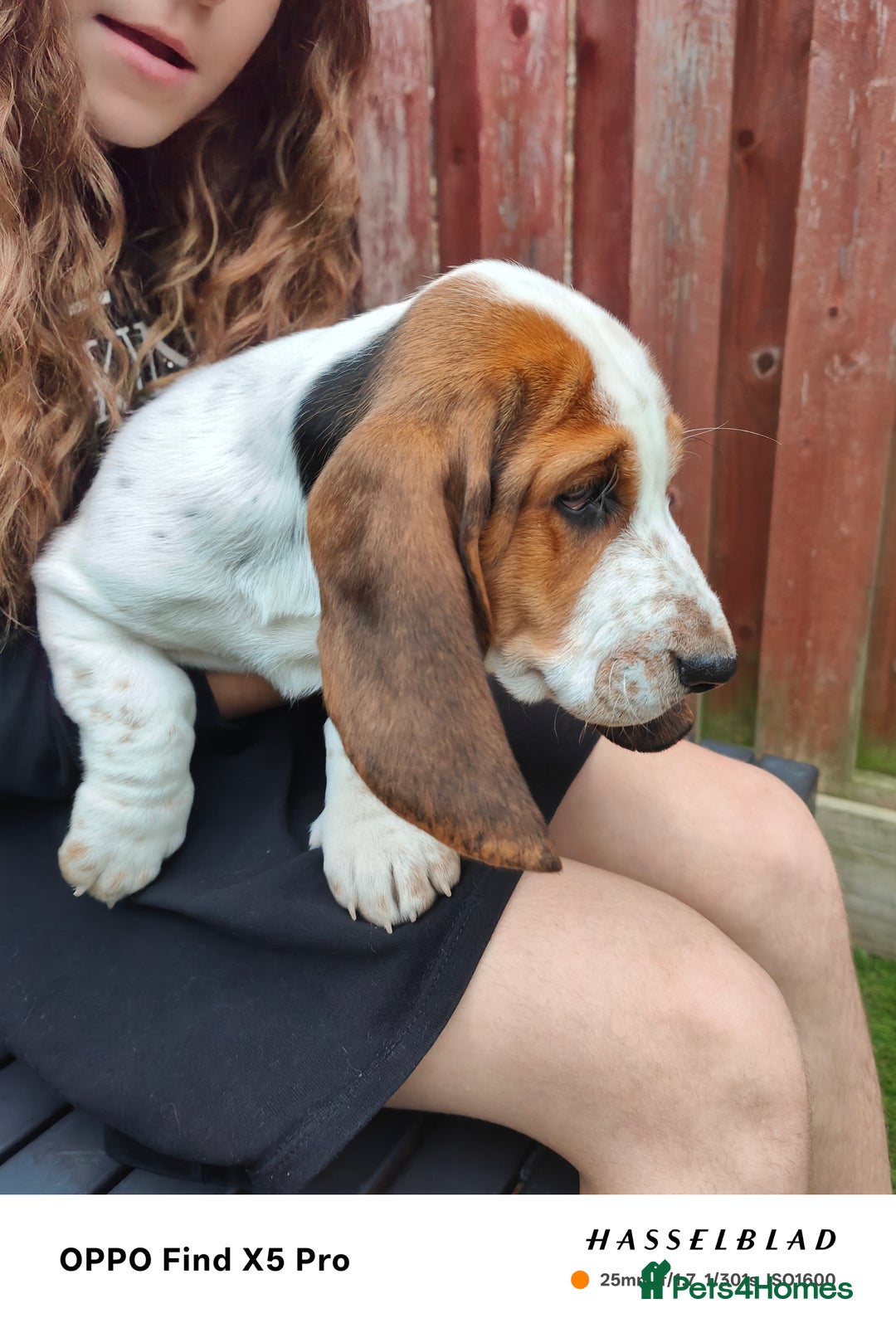 Basset Hound dogs for sale: Bassett Hound Puppies for Sale - Image 24
