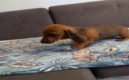 Dachshund dogs for sale: SOLD OUT! Thank you very much!!! Lovely Dachshunds - Advert 17