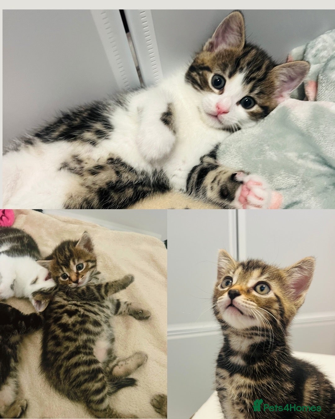 Domestic Shorthair cats Sweet & Playful Girls  - Advert 5