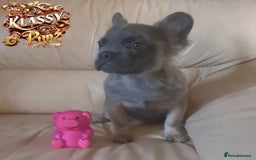 French Bulldog dogs for sale: KLASSY BULLZ KENNELS - KLASSY PUPZ ✨️ in Beckenham - Image 14