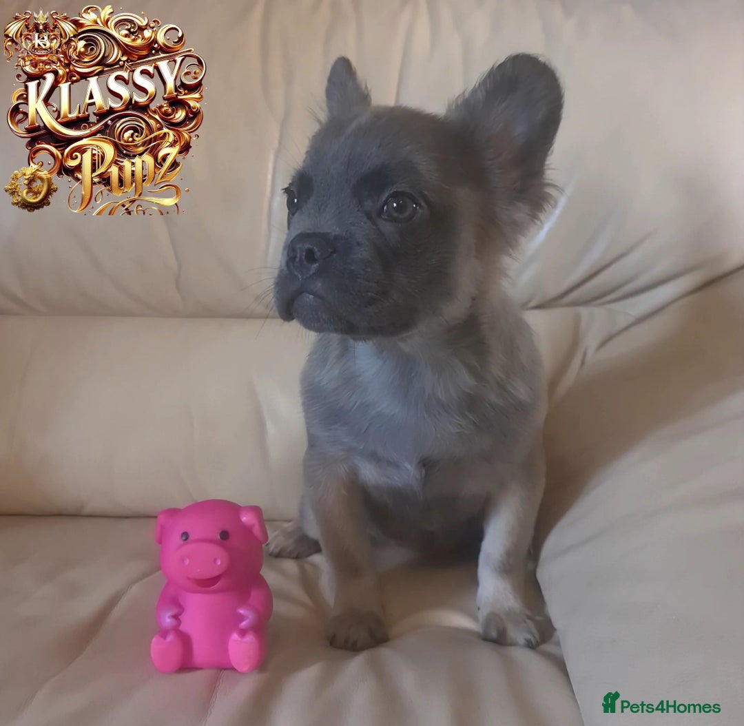 French Bulldog dogs for sale: KLASSY BULLZ KENNELS - KLASSY PUPZ ✨️ in Beckenham - Image 14