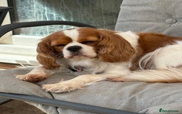Cavalier King Charles Spaniel dogs for sale: 2 Female King Charles Cavaliers   - Advert 8
