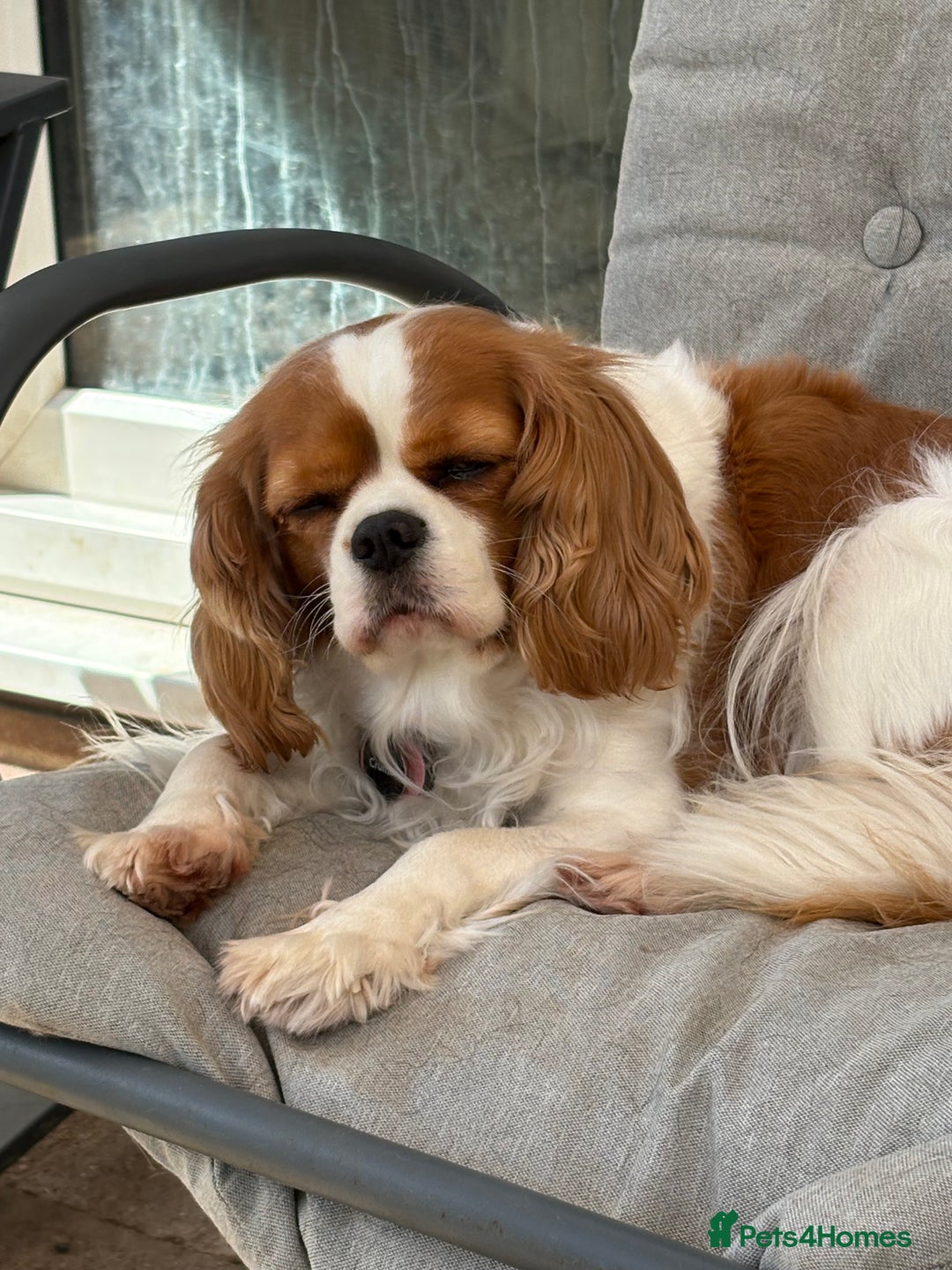 Cavalier King Charles Spaniel dogs for sale: 2 Female King Charles Cavaliers   - Advert 8
