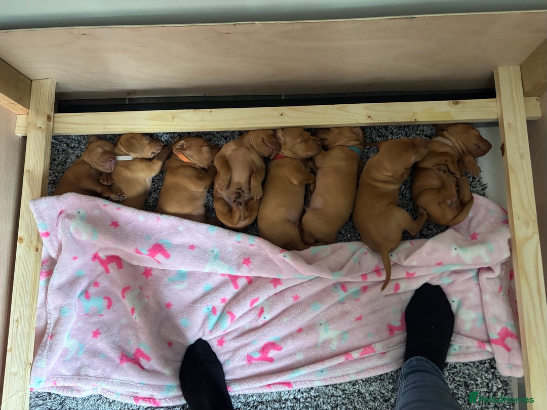 Hungarian Vizsla dogs for sale: Gorgeous Viszla Puppies - Image 8