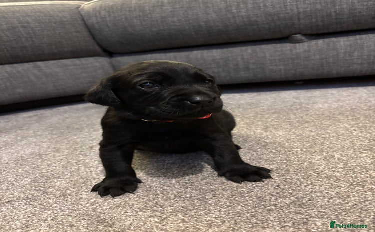 Labrador Retriever dogs Kc black Labrador puppies - Advert 2