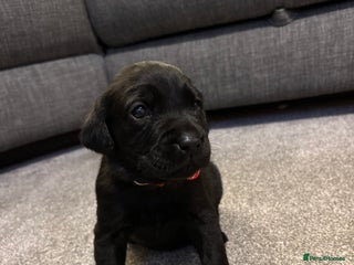 Labrador Retriever dogs Kc black Labrador puppies - Advert 5