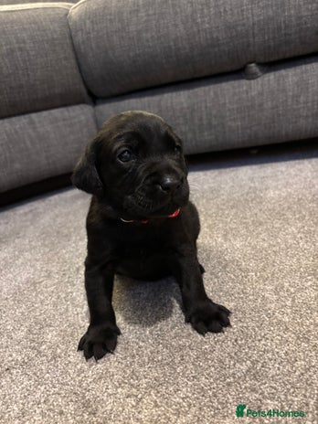 Labrador Retriever dogs Kc black Labrador puppies - Advert 2