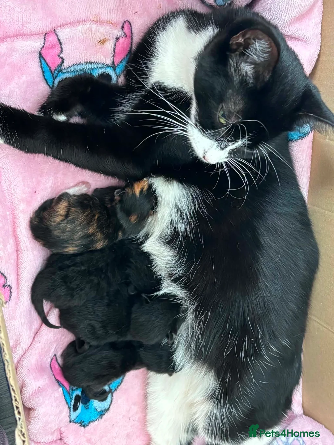 Mixed Breed cats for sale: Kittens for sale  in Kilwinning - Advert 2