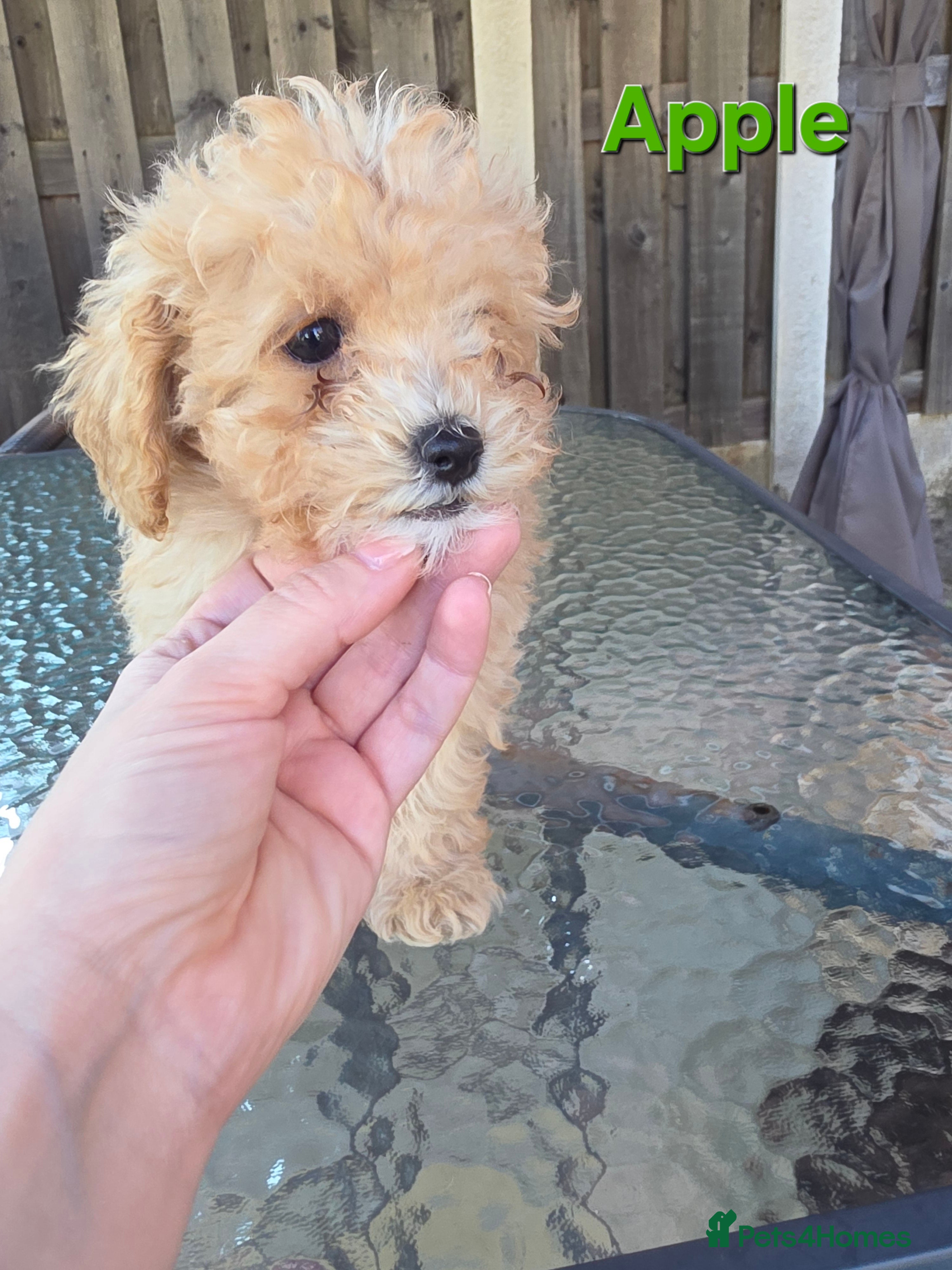 Poochon dogs for sale: Boys 850 , Girls 1050  - Advert 8