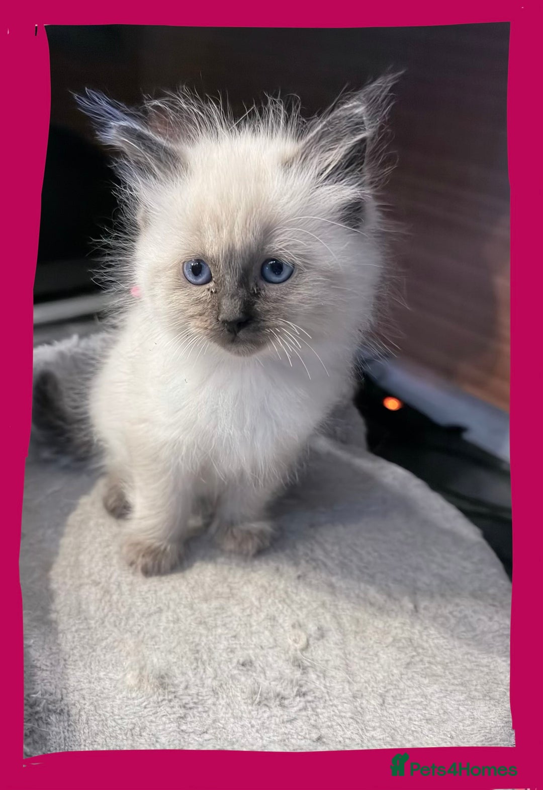 Ragdoll cats for sale: Beautiful ragdolls for sale  - Advert 7