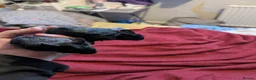 Degus rodents for sale: Young black degu's  - Advert 3