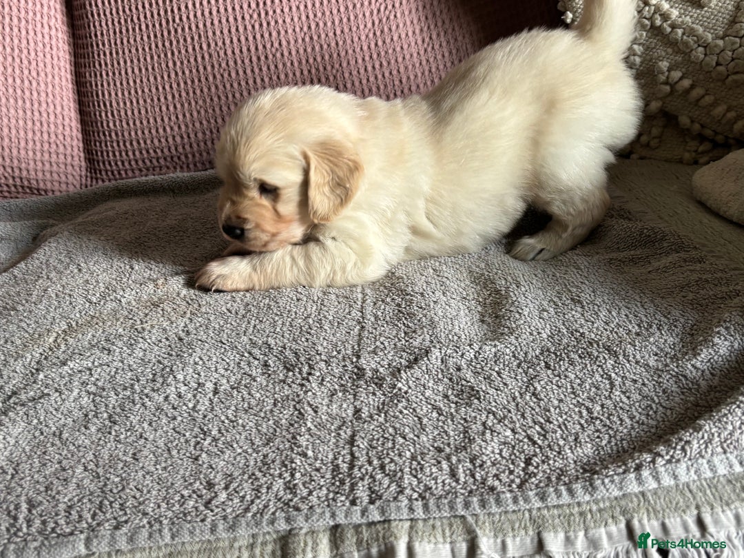 Golden Retriever dogs for sale: 3 beautiful Golden Retriever puppies  - Image 4