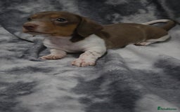 Miniature Dachshund dogs for sale: Miniature dachshund puppies KC Reg 1 boy left - Image 7