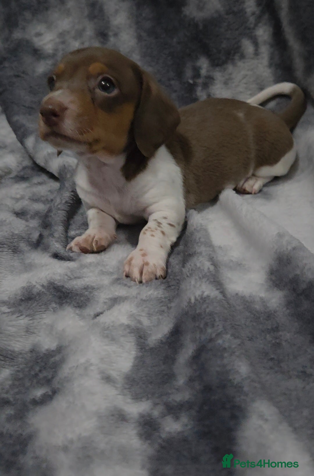Miniature Dachshund dogs for sale: Miniature dachshund puppies KC Reg 1 boy left - Image 7