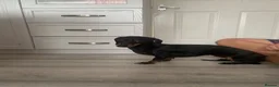 Miniature Dachshund dogs for sale: Miniature dachshund - Advert 2