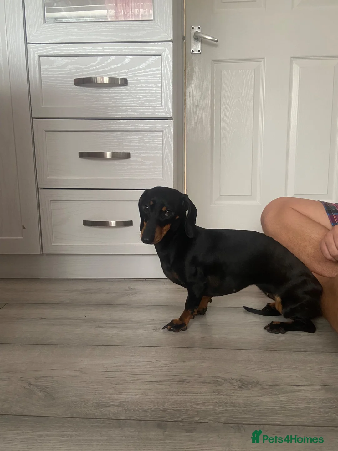 Miniature Dachshund dogs for sale: Miniature dachshund - Advert 2
