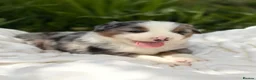 Mixed Breed dogs for sale: ⭐️SUPER RARE BERNESE x AUSTRALIAN SHEPHERD PUPS⭐️ in New Quay - Advert 8