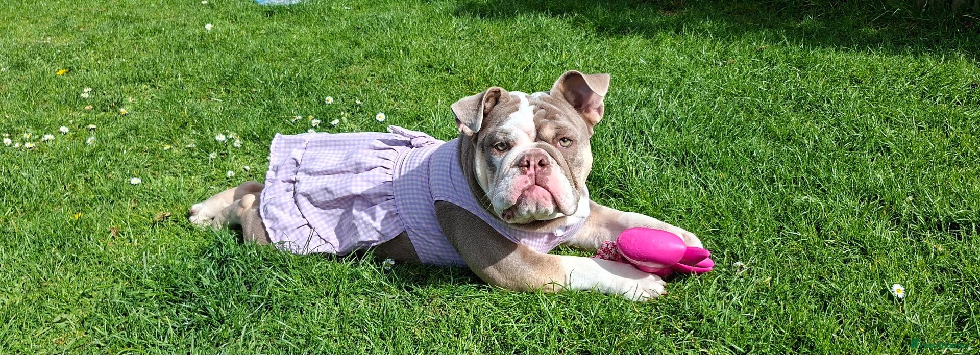 English Bulldog dogs Our Beautiful Girl V 💜 1 years  - Advert 1