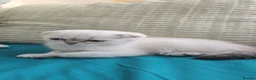Scottish Fold cats for sale: 6 SCOTTISH FOLD KITTENS - Advert 11