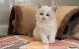 Ragdoll cats for sale: TICA Blue Bicolour Ragdoll Mink Cherubim Kittens  - Image 12