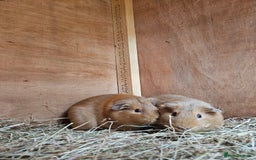 Guinea Pig rodents for sale: Female guinea pig sisters - Image 2