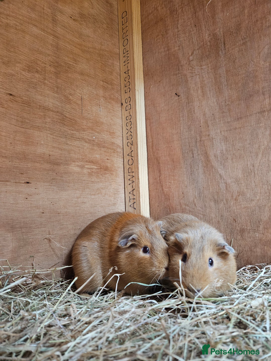 Guinea Pig rodents for sale: Female guinea pig sisters - Image 2