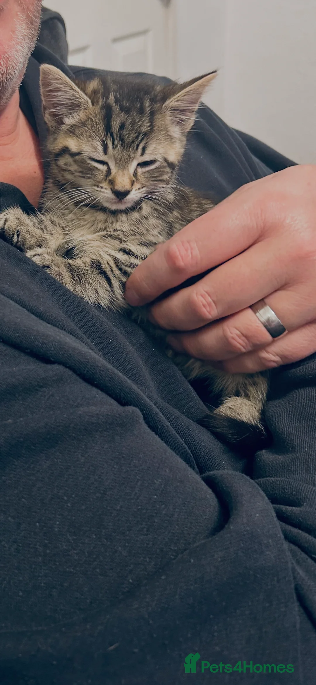 Bengal cats for sale: 8 weeks old beautiful baby boy for sale  in Saint Helens - Advert 1