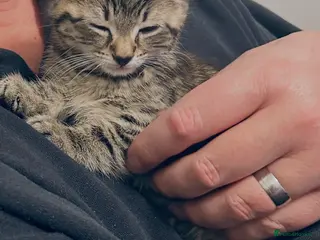 Bengal cats 8 weeks old beautiful baby boy for sale - Advert 1