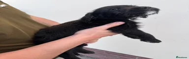 Female long fur 