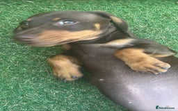 Dachshund dogs for sale: Mini dachshund  - Image 3