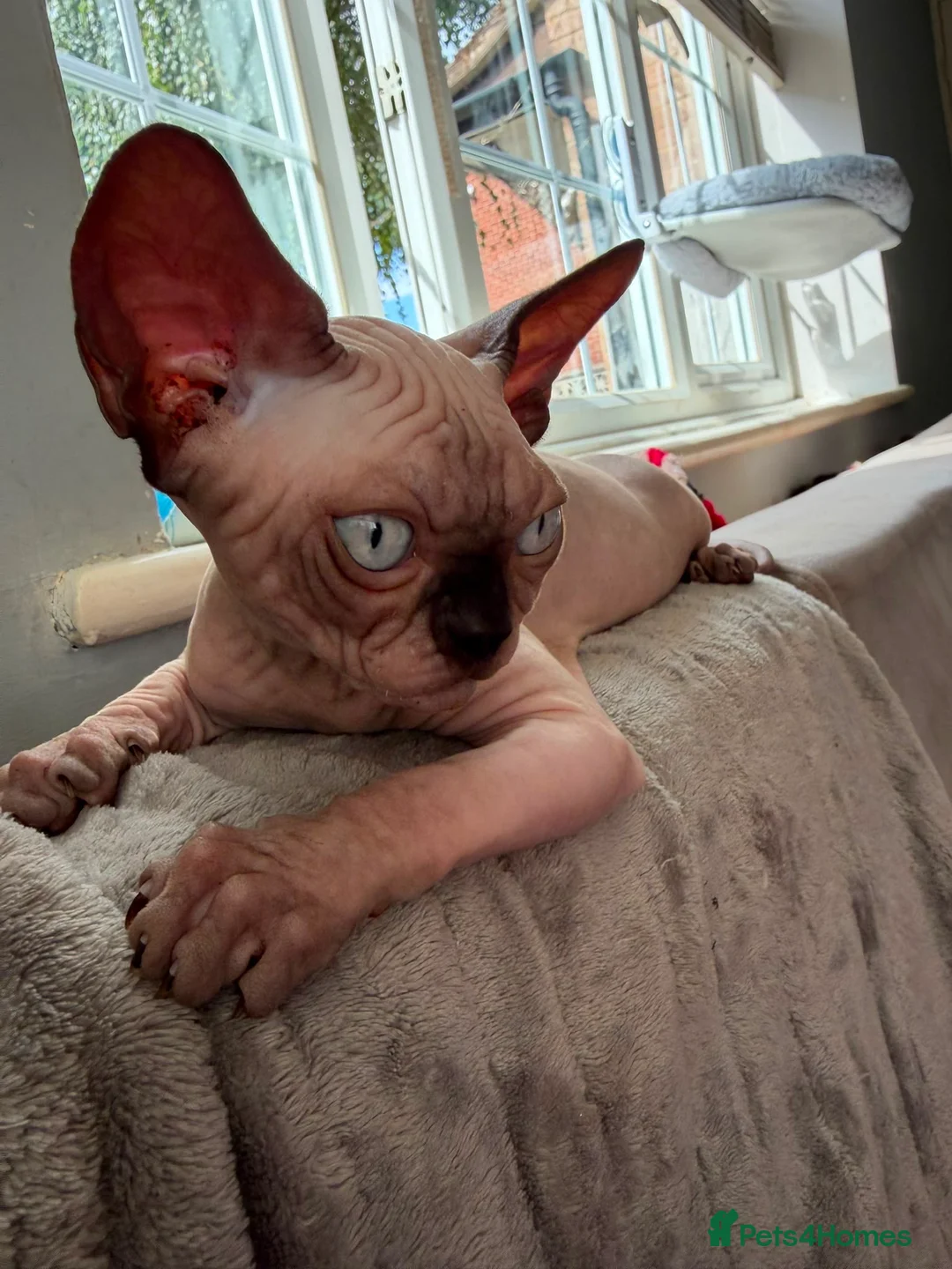 Sphynx cats for sale: Horus 😻 Sphynx Boy – Ready for His Home - Advert 2