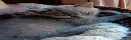 British Shorthair cats for sale: Stunning BSH pedigree kittens TICA registered  - Advert 20