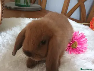 Mini Lop rabbits Beautiful mini lop - Advert 2