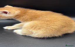British Shorthair cats for sale: GCCF BSH GOLDEN BLACK TIPPED NY12 KITTENS - Image 18