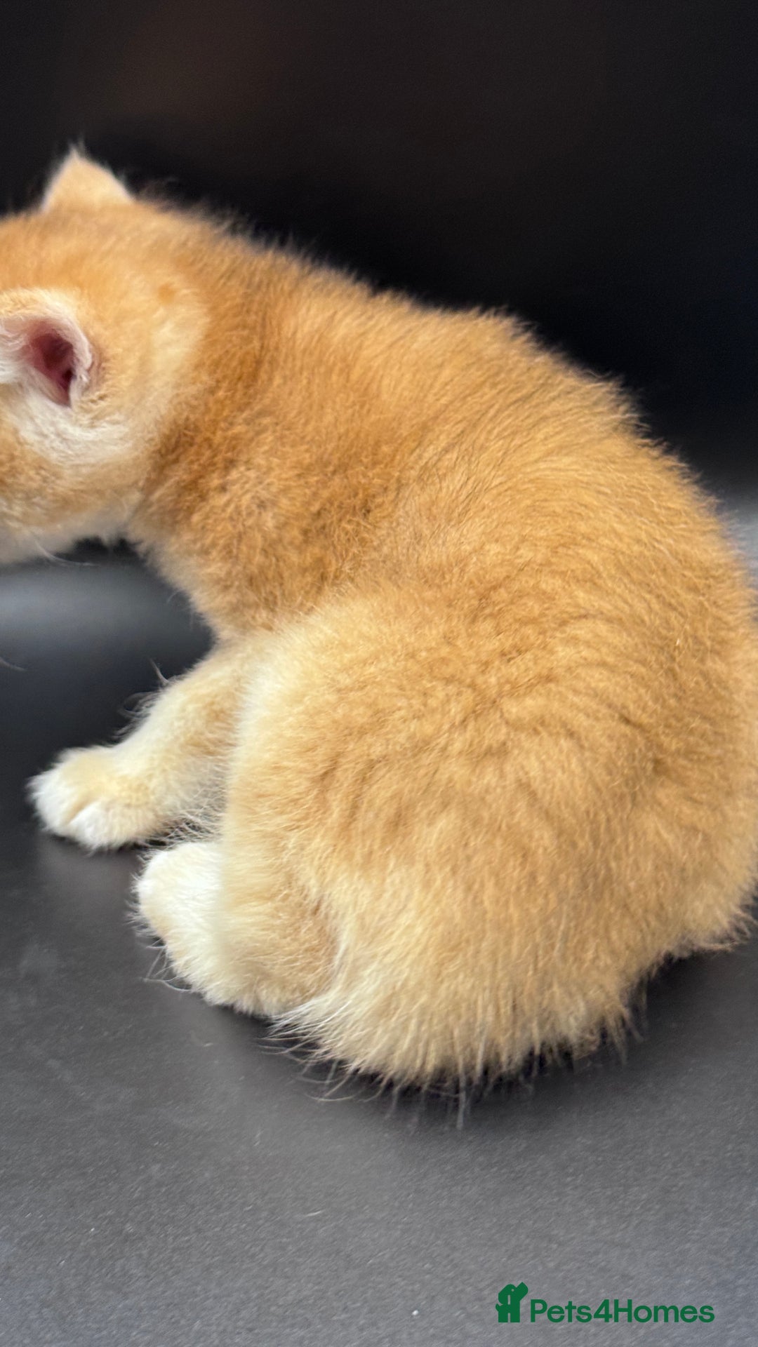British Shorthair cats for sale: GCCF BSH GOLDEN BLACK TIPPED NY12 KITTENS - Image 18