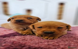 Labrador Retriever dogs for sale: ONLY 1 BEAUTIFUL KC FOX RED GIRL LAB AVAILABLE - Image 30
