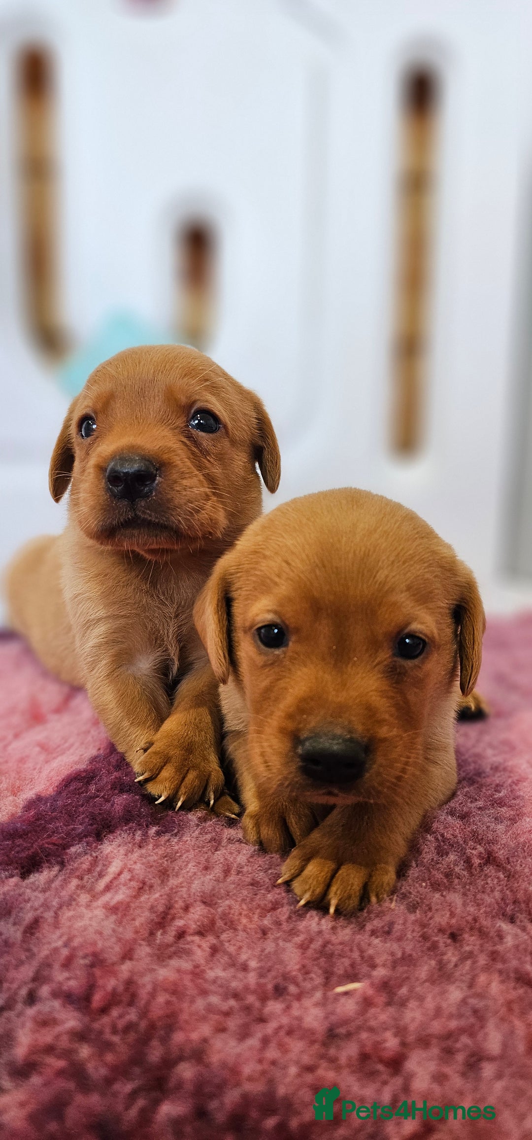 Labrador Retriever dogs for sale: ONLY 1 BEAUTIFUL KC FOX RED GIRL LAB AVAILABLE - Image 30