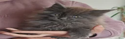 Maine Coon cats for sale: Chunky pedigree Maine coon kittens - Advert 9