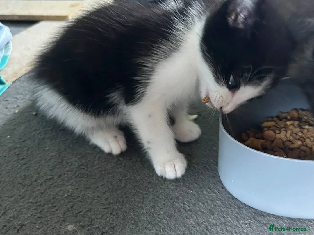Mixed Breed cats for sale: 4 gorgeous kittens  - Advert 9