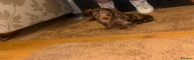 Puppy 1