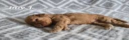 Cockapoo dogs for sale: Beautiful litter of F1b Cockapoo pups in Doncaster - Advert 6