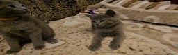 Russian Blue cats for sale: **TICA full pedigree Russian Blue kittens - Advert 21